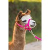 Kerbl Alpaca Headcollar Adjustable 20 mm Polypropylene Pink