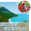 Coffee Raw Beans Caribbean Sky Dominica (Barahona Specialty AA) Galaxy