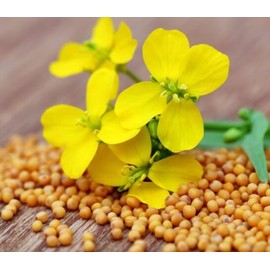 CEMEHA SEEDS - Seeds White Mustard Wild Non GMO Vegetable for Planting 500 Seeds