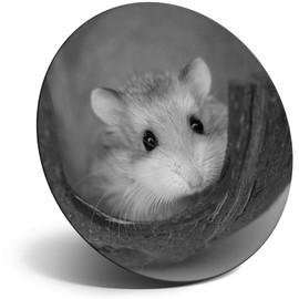 Destination Vinyl ltd Magnet for Refrigerator, Fridge BW - Cute Little Hamster Gerbil for Office, Cabinet and Whiteboard, Magnetic Stickers, 39142