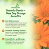 Outsidepride New Day Orange Gazania Seeds for Planting – 25