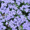Eden Brothers Ageratum Seeds (Dwarf) - Blue Mink