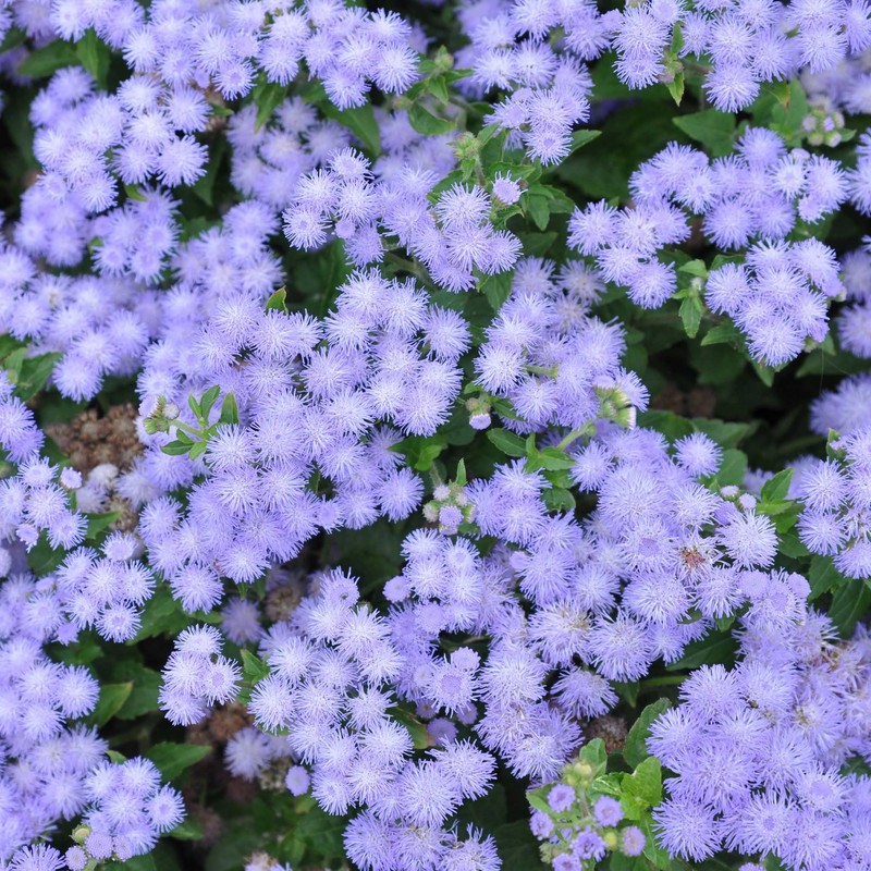 Eden Brothers Ageratum Seeds (Dwarf) - Blue Mink