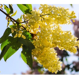 50 Yellow Lilac Seeds for Planting | Highly Prized for Bonsai or Landscaping Tree, Fragrant White Flowers