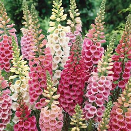 Foxglove Seeds - Excelsior Mix - Packet - Pink/Purple/White Flower Seeds, Heirloom Seed, Open Pollinated Seed Attracts Bees, Attracts Butterflies, Attracts Hummingbirds, Attracts Pollinators, Easy