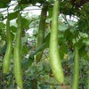 22Day Seeds: Seeds Long Gourd/Green Calabash/Non GMO/Heirloom