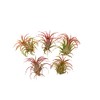 It Blooms Rainforest Grown 5 Pack RED Ionantha Fuego Air