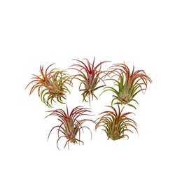 It Blooms Rainforest Grown 5 Pack RED Ionantha Fuego Air Plants - Live Tillandsia - 1.5 to 3 inches -