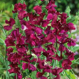 Eden Brothers Sweet Pea Seeds - Royal Maroon Non-GMO Seeds for Planting, Packet | Low-Maintenance Flower Seeds, Plant During Warm Season, Zones 3, 4, 5, 6, 7, 8, 9