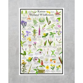 Kansas Wetland Wildflower Identification Poster | Educational Flower Science Chart (16" x 24")