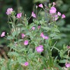 Palm Beach Medicinal Herbs - Willowherb (Epilobium parviflorum) - Packet of 30 Seeds