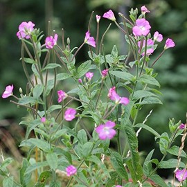 Palm Beach Medicinal Herbs - Willowherb (Epilobium parviflorum) - Packet of 30 Seeds