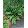 Perennial Farm Marketplace Polystichum acrostichoides (Christmas) Hardy Fern, Size-#1 Container,