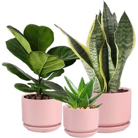 WHOMEPAA Ceramic Plant Pots with Drainage Hole and Saucer,Modern Indoor Pots for Plants,Ceramic Planter 6.7/5.3/4.3 inchs Set of 3,Indoor Flower Pot with Hole Mesh Pad,Easter for Mom,Pink