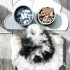 KindTail Dog Travel Bowls - Set of 2 Portable Pet