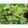 2 Packages of Egyptian Spinach (Rau Day/saluyot/ Molokhia/Jute Seeds) -