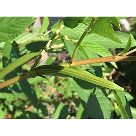 2 Packages of Egyptian Spinach (Rau Day/saluyot/ Molokhia/Jute Seeds) - 50 Seeds Per Package