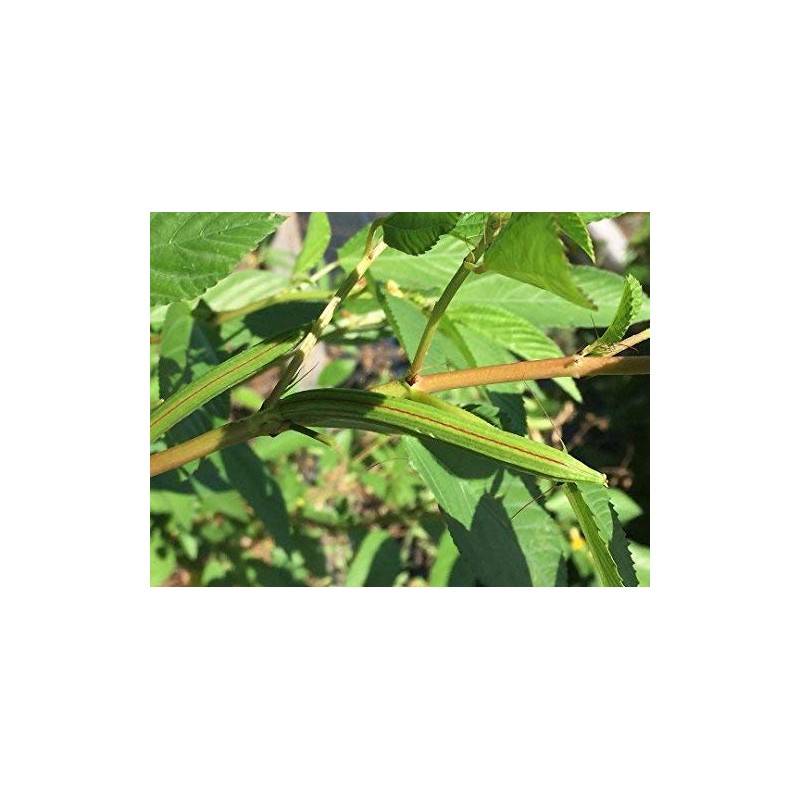 2 Packages of Egyptian Spinach (Rau Day/saluyot/ Molokhia/Jute Seeds) -