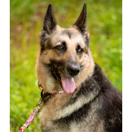 Country Brook Petz - Pink Paisley Dog Leash - Paisley Collection Featuring Classy Designs (6 Foot, 1/2 Inch Wide)