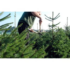 Okatsune No. 231 Trimming Shears, Type 65, Short Handle