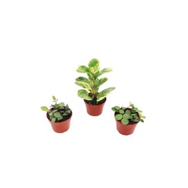 Surprise Peperomia - 4'' from California Tropicals