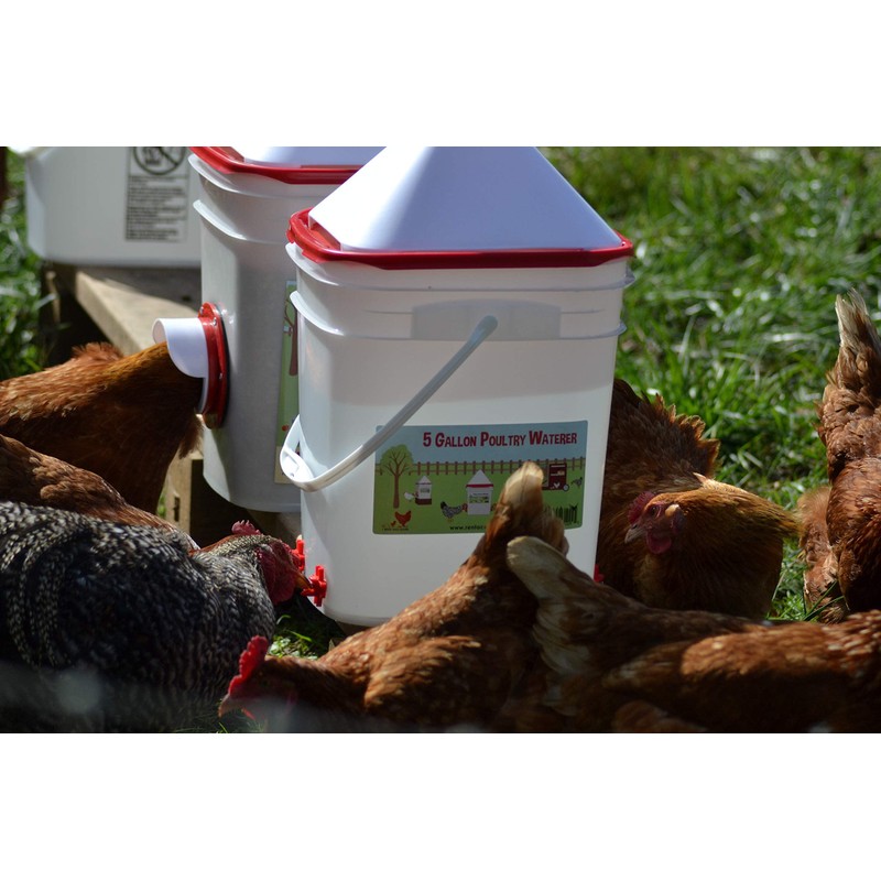 RentACoop 5 Gallon Chicken BPA-Free Plastic Bucket Waterer Set with
