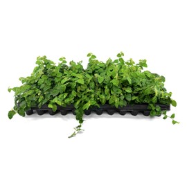 Creeping Fig Vine | 30 Live Plants | Ficus Pumila | Fast-Growing Ground Cover | Evergreen Climbing Vine for Walls & Trellises