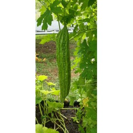 Fresh 30 Pcs BitterMelon Seeds Gourd Ampalaya Seeds Fresh Harvest