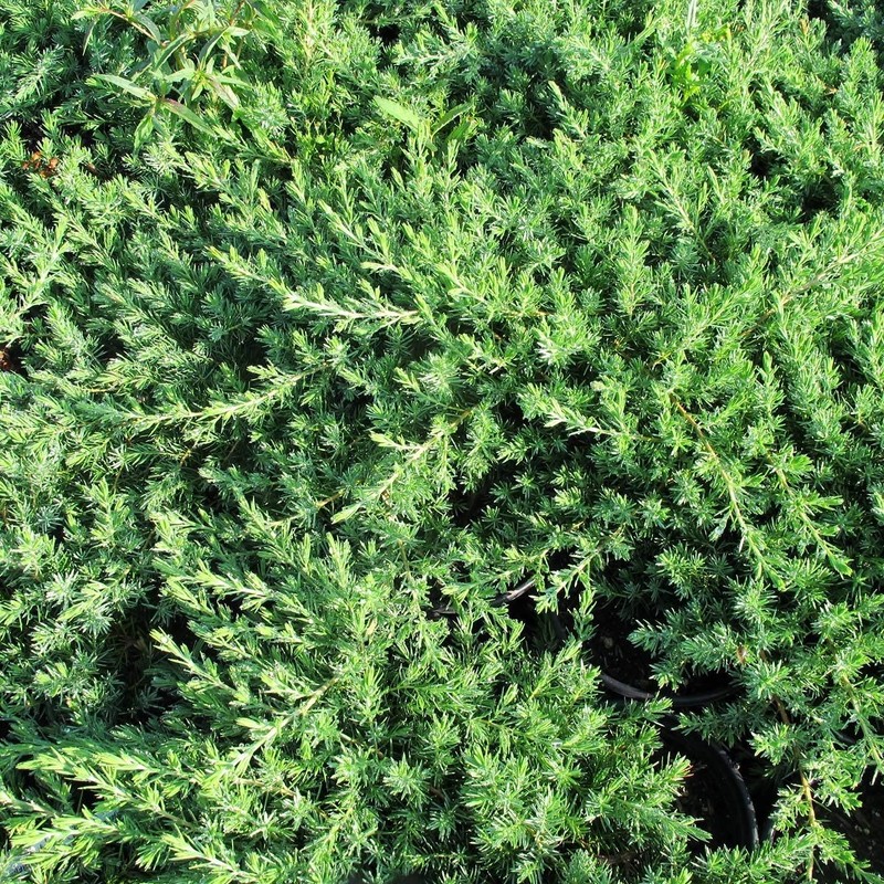 Juniper Blue Pacific - 10 Live Plants - 2 Inch