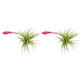 ragnaroc Live Air Plants – Flowering Tillandsia Dianne, Jumbo 6-8" - 2ct - Live Arrival Guaranteed - House Plants for Home Decor & Gift