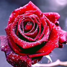 Pavemlo Diamond Painting Set Accessories Rose, DIY 5D Diamond Embroidery Painting Kits Flowers, Full Drill Crystal Set Rhinestone Embroidery Pictures DIY Diamond Painting for House Wall Decoration 30