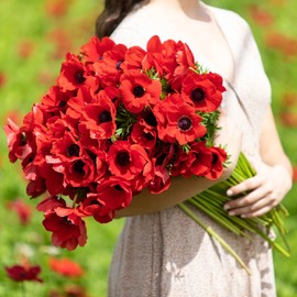 Eden Brothers Anemone Bulbs - Red