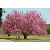 Okame Cherry Blossom Plant - Japanese Cherry Blossom Tree for