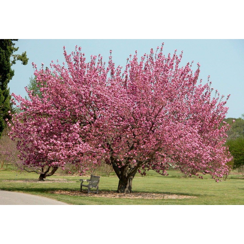 Okame Cherry Blossom Plant - Japanese Cherry Blossom Tree for