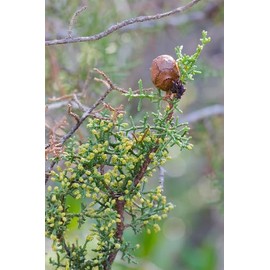 Generic 12 Mendicino Cypress Tree Seeds, Green