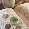 KIN-HEBI Real Four Leaf Clover Good Luck Pocket Token, Preserved,