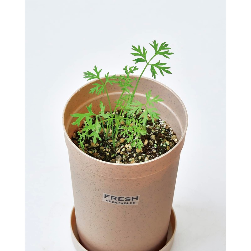 Seishin Pottery Home Root Vegetable Cultivation Set, Carrots