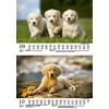Hundezauber Golden Retriever DIN A5 Calendar for 2025 Puppies and