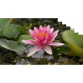 3 Pack Water Lily Live Tubers Plants Aquatic Colorful Pond Freshwater Flower