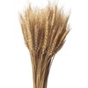 CoolCrafts 100 Stems Dried Wheat Stalks Natural Wheat Bundle for
