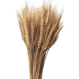 CoolCrafts 100 Stems Dried Wheat Stalks Natural Wheat Bundle for Home Decor, Crafts