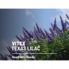 Southern Seeds Vitex, Chaste Tree (Texas Lilac) - 20 Seeds