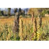 Food to Live Organic Black Quinoa, 8 Ounces – Non-GMO,