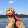 ZippyPaws - Adventure Life Jacket for Dogs - Extra Large