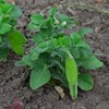 Tom Thumb Pea - 25 Seeds