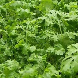 Oasis Chicory - 500 mg ~300 Seeds - Non-GMO, Heirloom, Open Pollinated - Farm & Garden Forage & Animal Feed Seeds
