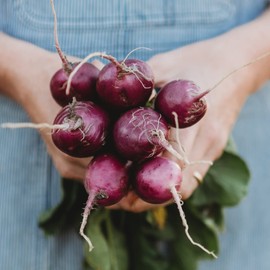 Purple Plum Radish - 150 Seeds - Heirloom & Open-Pollinated Variety, Easy-to-Grow & Fast-Growing, Non-GMO Vegetable Seeds for Planting Outdoors in The Home Garden, Thresh Seed Company