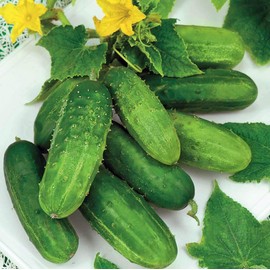 NIKA SEEDS - Seeds Vegetable Bush Type Cucumber 45 Days for Pickling Planting Non GMO - 40 Seeds