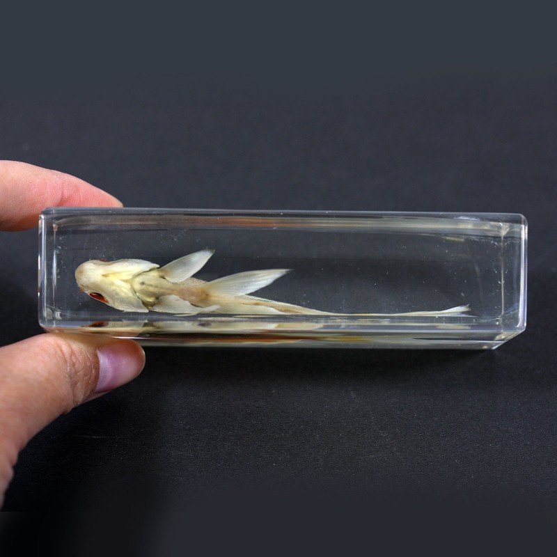 REAL BUG FH304 Common Goldfish Paperweight (4.4x1.6x1.1)