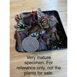 Unbranded Cephalotus follicularis typical form medium potted